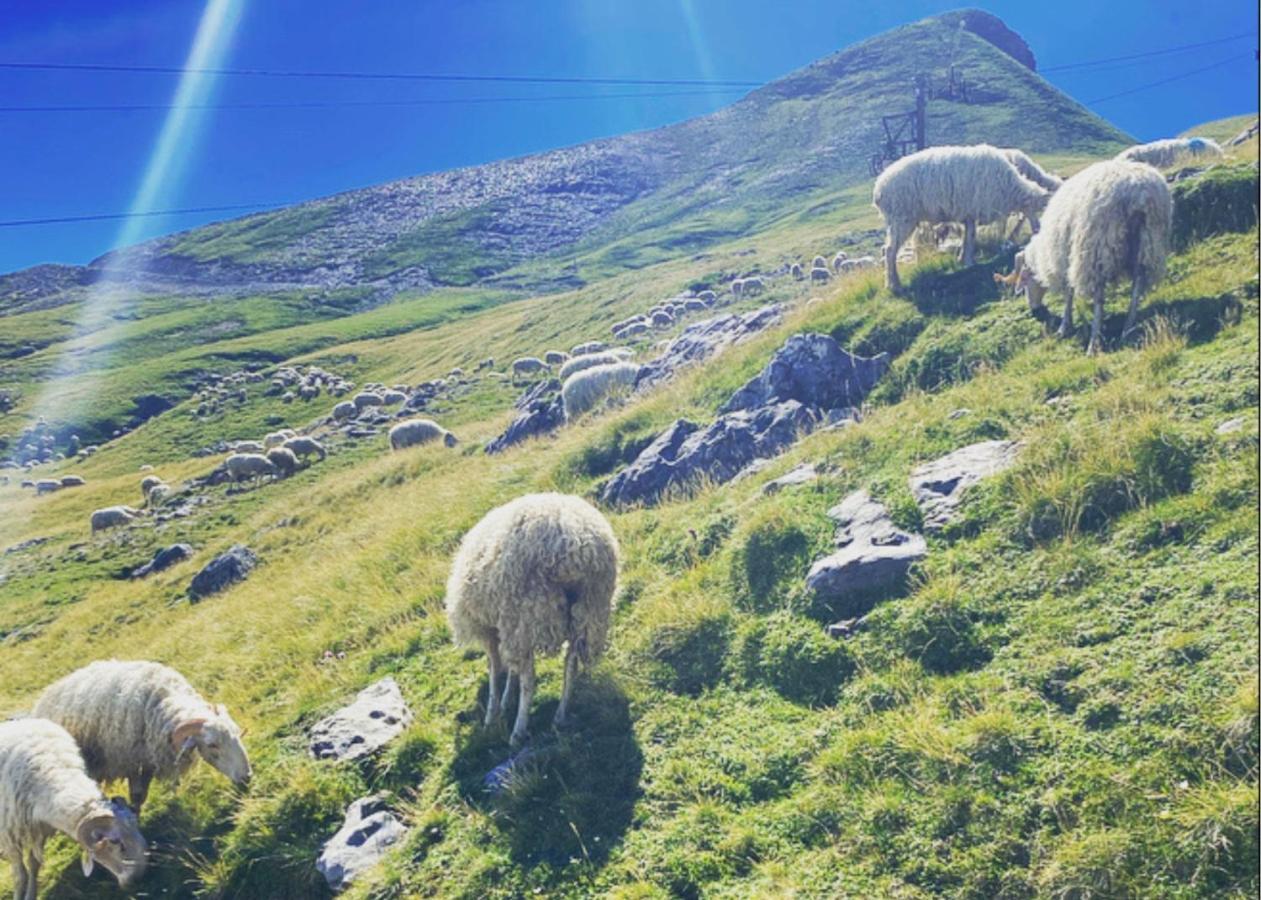 Flor De Montanhas - 4Pers - Appart Vacances Arette Zewnętrze zdjęcie